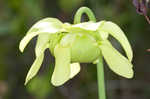 Green pitcherplant